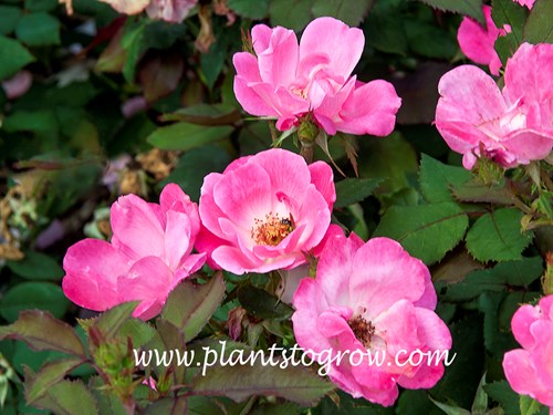 Pink Knockout Rose (Rosa)